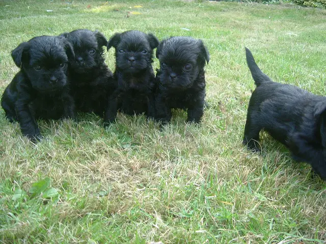 Awesome Affenpinscher Puppies( for sale)